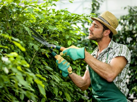 Pest control methods in Violet Gardens