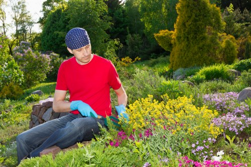 Professional trimming of garden hedges