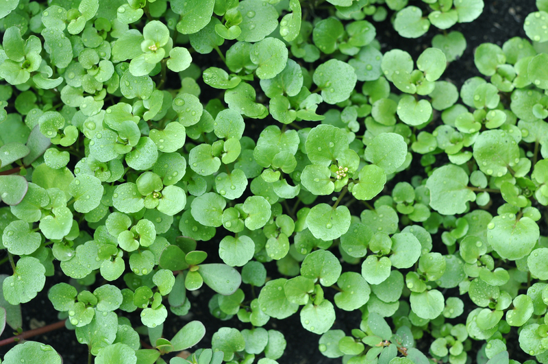 lawn care Garden