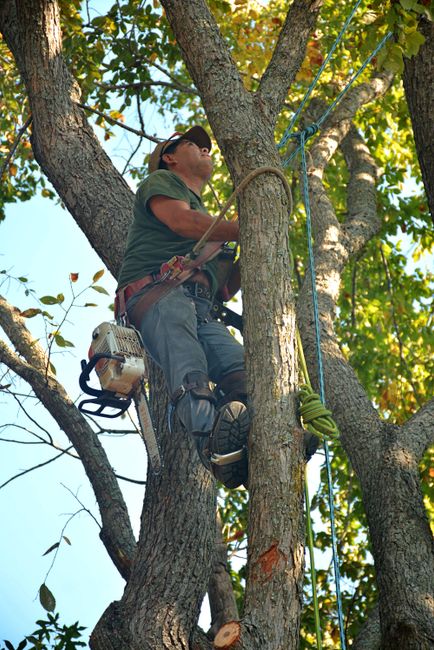 A professional arborist wearing safety goggles and a harness is positioned high in the branches of a mature deciduous tree, surrounded by green leaves and blue sky. The worker is using climbing equipm